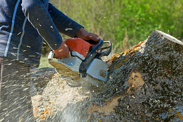  Clarkson Valley, MO Tree Service Pros